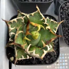 2025年最新】アガベ レッドキャットウィーズルの人気アイテム