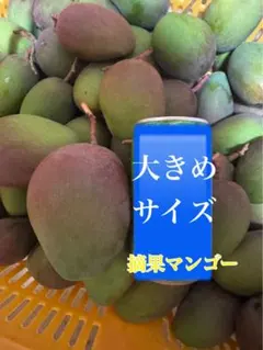 摘果マンゴー　20キロ 20Kg 】大きめサイズ 青マンゴー（摘果マンゴー）沖縄産 本日ラスト1点