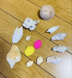 貝殻セット ハンドメイド素材