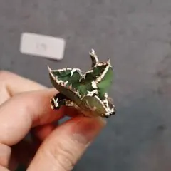 2026年最新】包心龍の人気アイテム - メルカリ