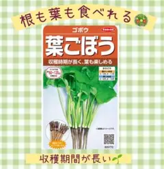 長く収穫できる●葉ごぼうの種　葉も根も食べられる☆ 30粒　小分けセット