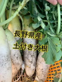 大根 野菜