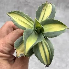 2026年最新】サルミアナ フェロックスの人気アイテム - メルカリ