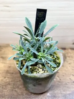 KOKO様 リクエスト 2点 まとめ商品