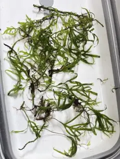 【希少】ミクロソリウムsp サラワクカピットウエスト 特大マザー株 ミクロソリウムsp.サラワクカピットウエスト - メルカリ