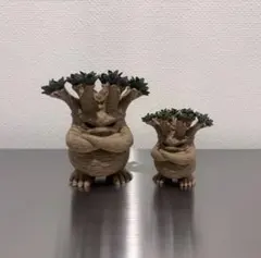 塊根植物フィギュア 5体セット アウトレット品含む - メルカリ