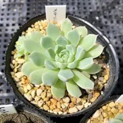 2♥根あり 抜き苗♥ 七福神 多肉植物 - メルカリ