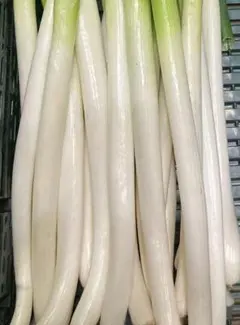 終盤！愛媛県産白ネギ 長ねぎ ねぎ 野菜 - メルカリ