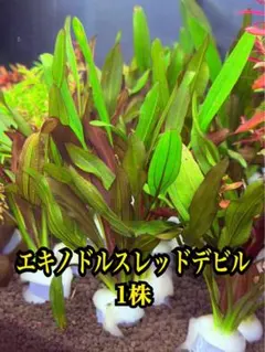 エキノドルス・サンセット(アクアフルール社) シュート株 1株 - メルカリ