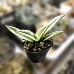 2026年最新】スナグルトゥースの人気アイテム - メルカリ