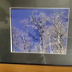 岸本貫司 KISHIMOTO 水彩画 白樺並木 額装 インテリア - メルカリ