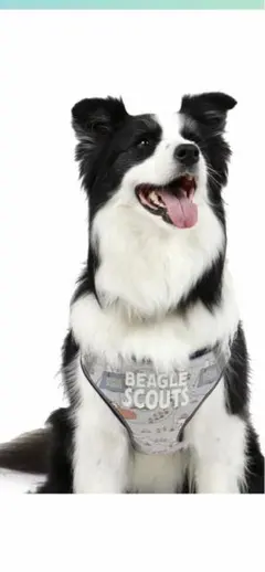 Item thumbnail for item 63b66ab4-2b70-44fc-8589-a5c180560780