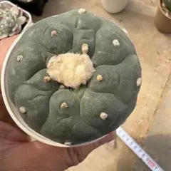 2026年最新】銀冠玉の人気アイテム - メルカリ