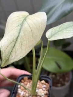 Monstera Borsigiana Cebublue mint - メルカリ