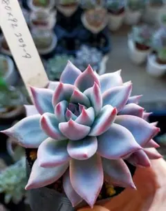 2025年最新】コロラータ 多肉の人気アイテム - メルカリ