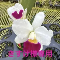 きすけ様 リクエスト 2点 まとめ商品