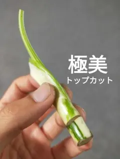 【E5】斑入りモンステラ ホワイトタイガー カット茎 成長点3つのサムネイル