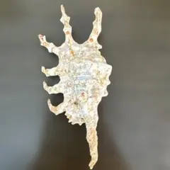 【天然】クモガイ 貝殻 標本 置物 インテリア 水槽 アクアリウム 飾り