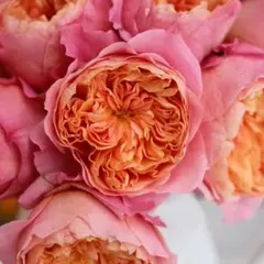 バラ苗　切りバラ苗　Vic♡pink♡♡Rose苗。 バラ苗 切りバラ苗 Vic♡pink♡♡Rose苗。 - メルカリ
