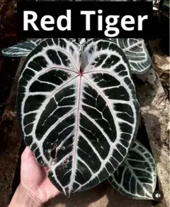 たま様 リクエスト 2点 まとめ商品