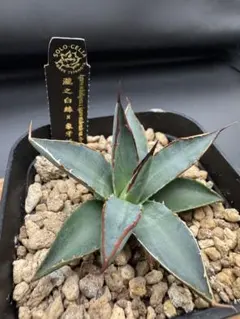Solo Agave】アガベ ハイブリッド 瀧之白絲 × 象牙妖炎 鉢ごと発送