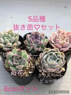 プロフ必読@tomo·͜·♡様 リクエスト 2点 まとめ商品