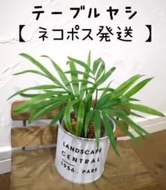 どんちゃん様 リクエスト 2点 まとめ商品