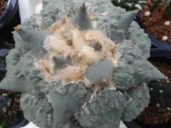 プー様 リクエスト 3点 まとめ商品