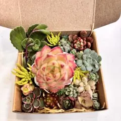 お任せ♡多肉エケベリアセダムセット✨️多肉弁当
