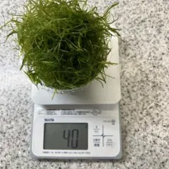 2026年最新】魚用品・水草の人気アイテム - メルカリ