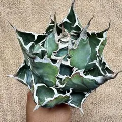 Lj_plants】Z009アガベ チタノタ 白鯨 極上強棘株 - メルカリ