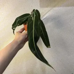 t*a様 アンスリウム　ワロクアーナムのサムネイル