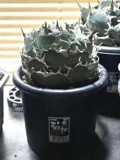 2025年最新】アガベ チタノタ ボールの人気アイテム - メルカリ