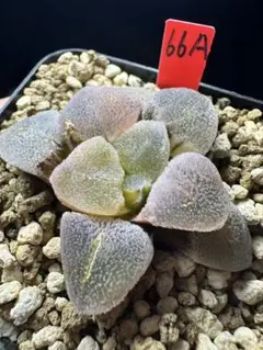 30a 多肉植物 ハオルチア 常玉コレクタ錦 自家繁殖 鉢植え発送 - メルカリ