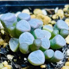 多肉植物 ⭐️五十鈴玉⭐️韓国苗育成 抜き苗 e165