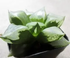 おまつ様 リクエスト 2点 まとめ商品