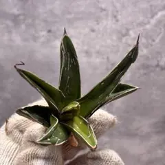 2025年最新】サンキング アガベの人気アイテム - メルカリ