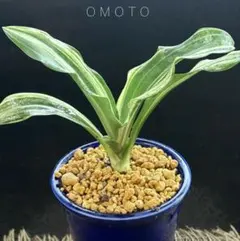 "Omoto" 斑入り オモト 万年青 観葉植物 縁起物 風水のサムネイル