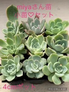 多肉植物 miyaさん苗♡小苗セット②のサムネイル