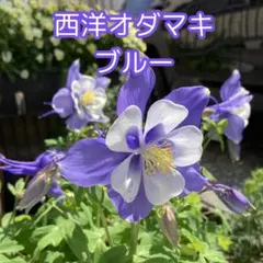 みかん様 リクエスト 3点 まとめ商品