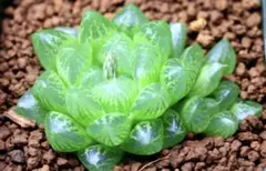 2294A　光るオブツーサ　多肉植物 ハオルチア アロエのサムネイル