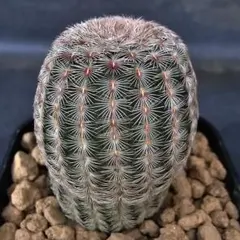 山田太郎様 リクエスト 3点 まとめ商品