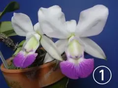 洋蘭 洋ラン 原種 カトレア Encyclia cordigera 大株開花中 洋蘭 洋ラン 原種 カトレア Encyclia cordigera 開花株 - メルカリ