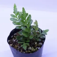 とりのこ様 リクエスト 2点 まとめ商品