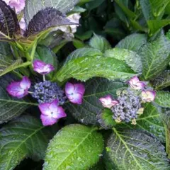 紫陽花挿木苗のサムネイル