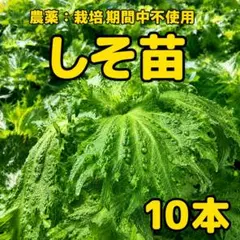 しそ苗　10本　新鮮　青紫蘇のサムネイル