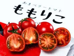 みいすけ4月29日〜５月６日迄発送お休み様専用 ももりこ 糖度10度以上トマト
