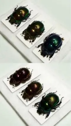 アシナガコガネ　標本　大量 アシナガコガネ 標本 大量 アシナガコガネ 標本 大量 2025年最新