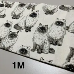 セブンベリー　猫　ヒマラヤンネコ