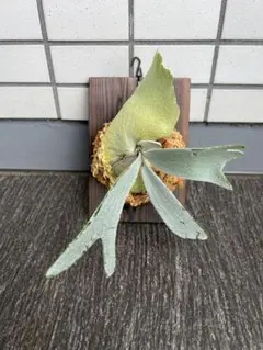 P.wilinckii cv.White boy ビカクシダ 晴花 - メルカリ